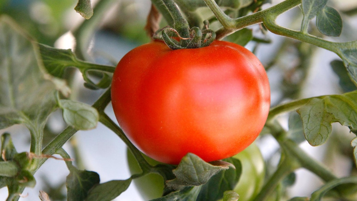 Toinen tuholaislajeista aiheuttaa vaurioita yli 100 kasville. Näiden joukossa ovat esimerkiksi tomaatti ja soijapapu.