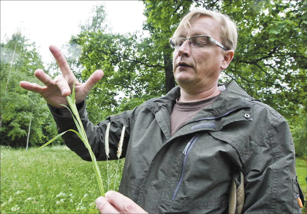 Jouko Rikkinen pitelee kädessään timoteita (vasemmalla) ja ja nurmipuntarpäätä. Markku Vuorikari