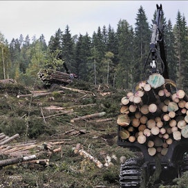 Tällä noin seitsemän hehtaarin hakkuulla Sastamalan Stormissa metsäkoneille riitti viikoksi työtä. Viereiselle kuviolle palataan vielä uudestaan korjaamaan energiapuuta. Kari Salonen