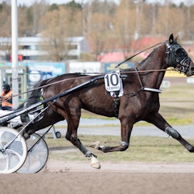 Midleton on yksi Matti Nisosen Ruotsin filiaalin menestyshevosista tältä talvelta.