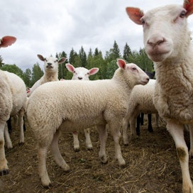 Suomessa on sallittua myydä esimerkiksi poronlihaa suoraan tilalta mutta lampaanlihaa ei.