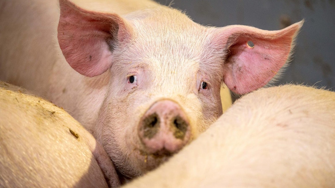 Kiinan sianlihamarkkinat ovat kääntyneet päälaelleen ja pula on vaihtunut ylitarjonnaksi. Hinnat ovat puolittuneet keväästä eikä vienti enää kannata EU:sta.