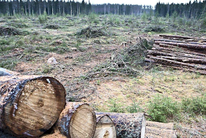 Nils Tigerstedt esittelee hyönteistuhojen takia hakattua aukkoa.