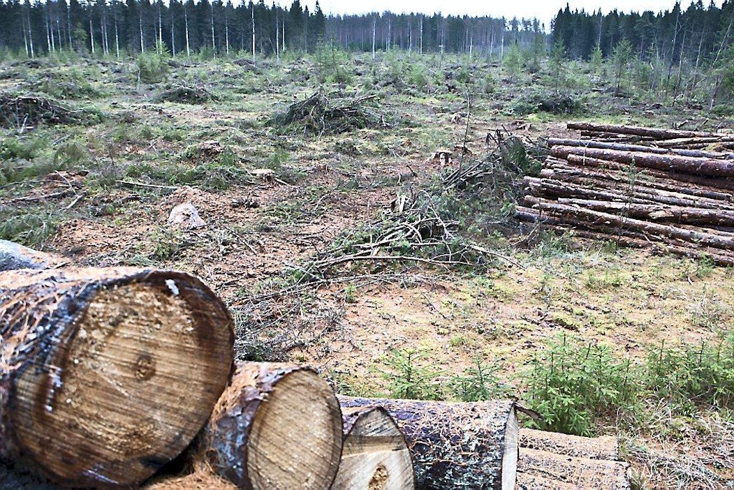 Nils Tigerstedt esittelee hyönteistuhojen takia hakattua aukkoa.