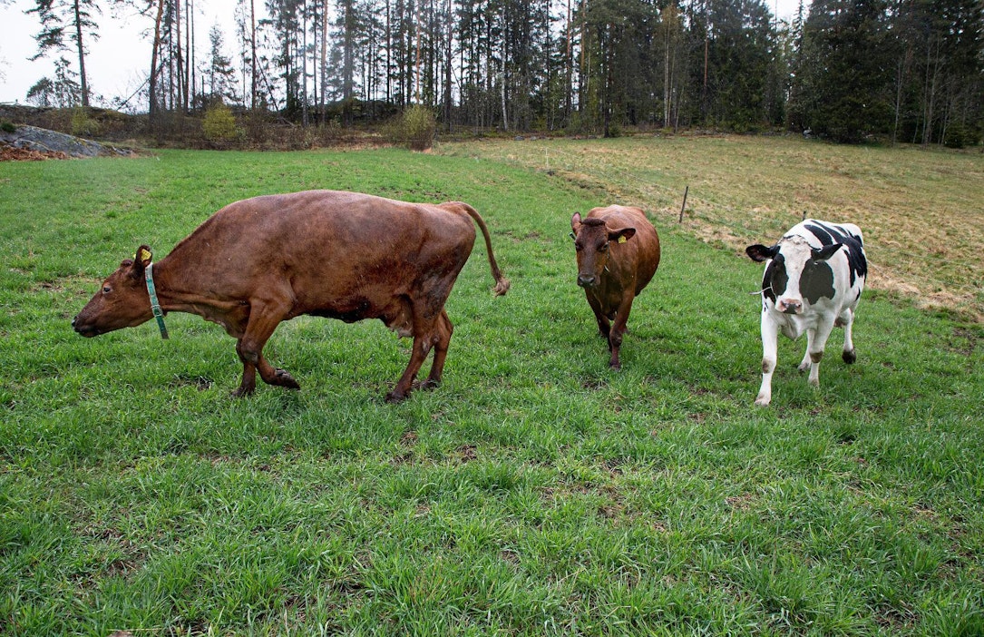 Kuvan naudat eivät liity tapaukseen.