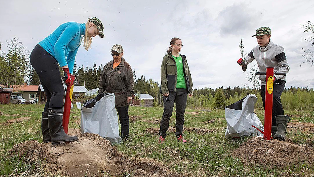 Anniina MIkkonen ja Matias Rainio istuttivat maanantaina taimia Aura Heikuran ja Anni-Mari Syrjäläisen ohjeistuksessa Kangasniemen Makkolassa.