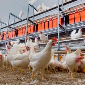 Siipikarjatilalla on otettava linnut sisään, suojattava rehut ja estettävä haittaeläinten pääsy eläinsuojiin, jotta lintuinfluenssa ei leviäisi.