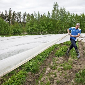 Mika Törnen mielestä varhaisperunan viljelyssä ei ole poppakonsteja. Olosuhteet ratkaisevat. Hiekkaiset rinnepellot soveltuvat hyvin potuille.