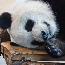 Tällä kertaa hieman väsynyt Lumi-panda on yksi Ähtärin Zoon ympäristökasvattaja Sanna Palvasen työkavereista.