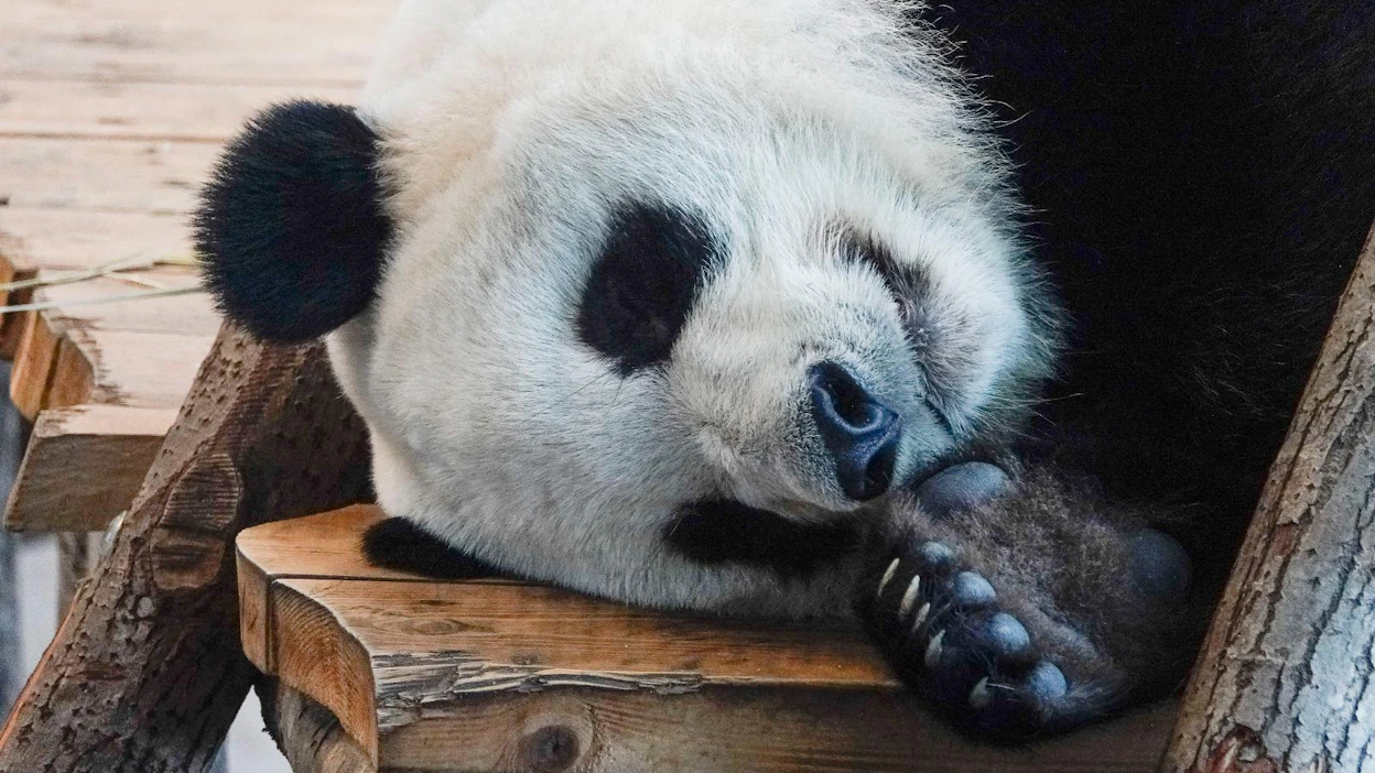 Tällä kertaa hieman väsynyt Lumi-panda on yksi Ähtärin Zoon ympäristökasvattaja Sanna Palvasen työkavereista.