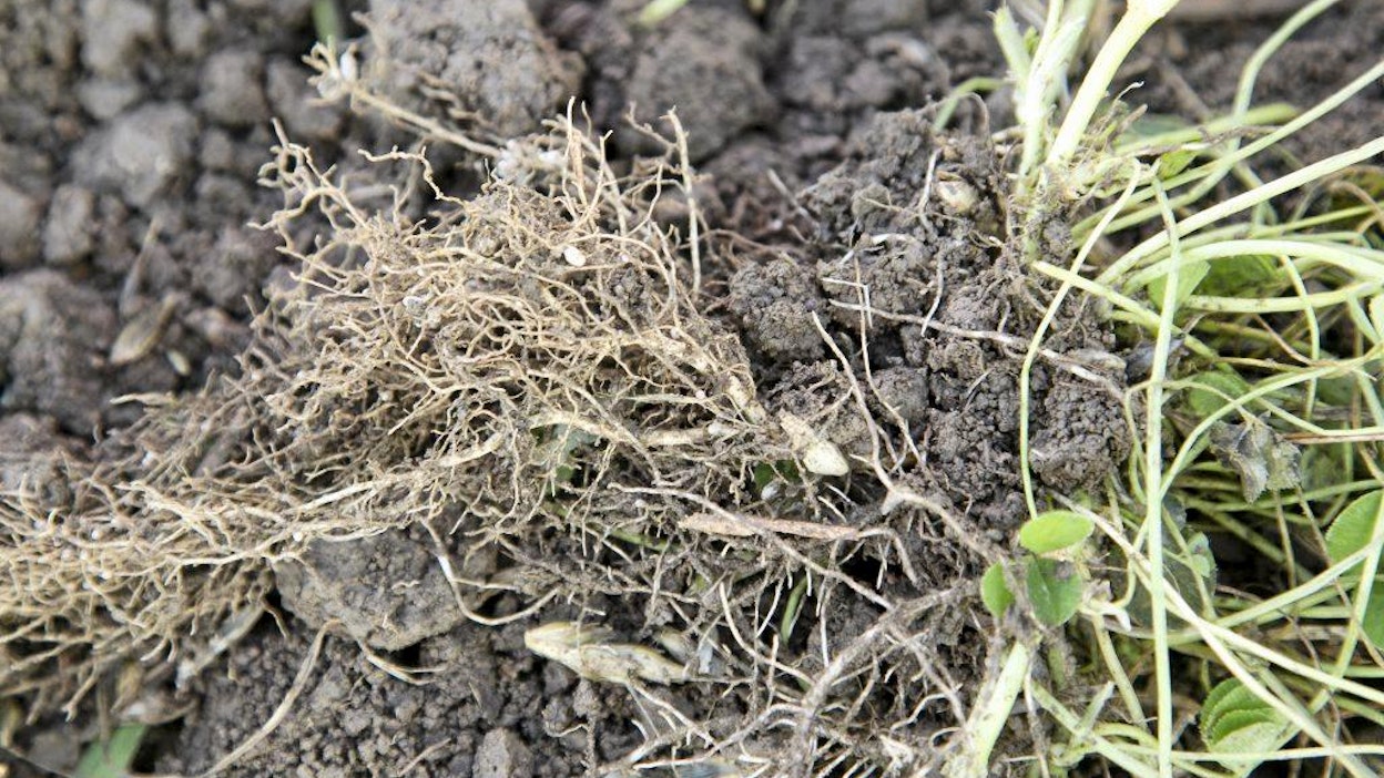 Apila kykenee sitomaan juurinystyröillään ilmasta typpeä.