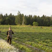 Rastas nokkii pelkästään kypsiä punaisia mansikoita. Siksi vahingot kasvavat nopeasti.