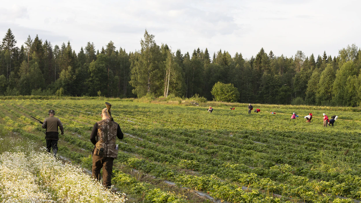 Rastas nokkii pelkästään kypsiä punaisia mansikoita. Siksi vahingot kasvavat nopeasti.