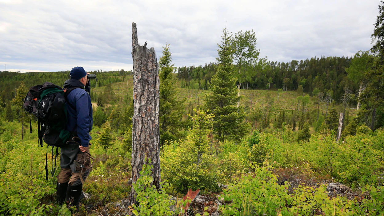 Tutkimukseen osallistunut Jyrki Mäkelä on menossa rengastamaan kotkia niiden pesäpuulle Kuusamossa. Jyrki halusi kuvallaan ilmentää metsäsuhdettaan ja harrastustaan sekä tuoda esille metsäluontomme pirstaleisuuden ja hakkuuaukkojen, taimikkojen ja vanhan metsän kaistaleiden luoman mosaiikin.