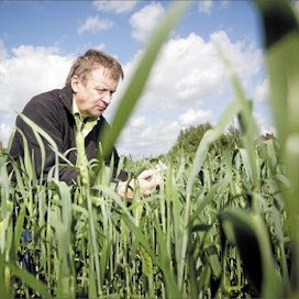 Juha Salopelto mittaa Skagen-syysvehnän lehtivihreäpitoisuutta. Tässä kasvustossa tarvetta lisätypelle ei ole. Jaakko Martikainen