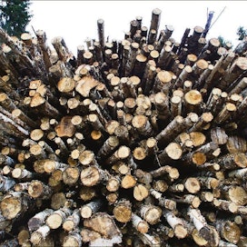 Nuoren puuston hakkuusta saatu puukauppatulo saattaa pahimmassa tapauksessa huveta veroihin sekä korjuu- ja uudistuskustannuksiin. Kari Salonen