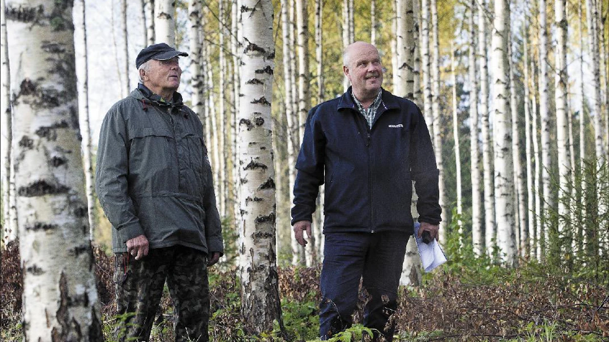 Heimo Paasosen (vas.) tyttären metsästä kertyi hakkuussa keskimäärin satalitraisia runkoja, Vesa Hyyryläinen iloitsee. Pellolle istutetun koivikon ensiharvennus oli molemmille osapuolille mieluinen kauppa. Kari Salonen