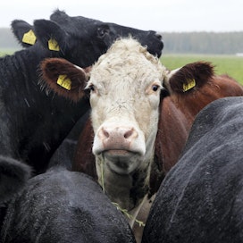 Liha- ja maitotuotteita korvaaville kasvisruuille tulee saada lisää markkinoita, tanskalaiset tutkijat uskovat.