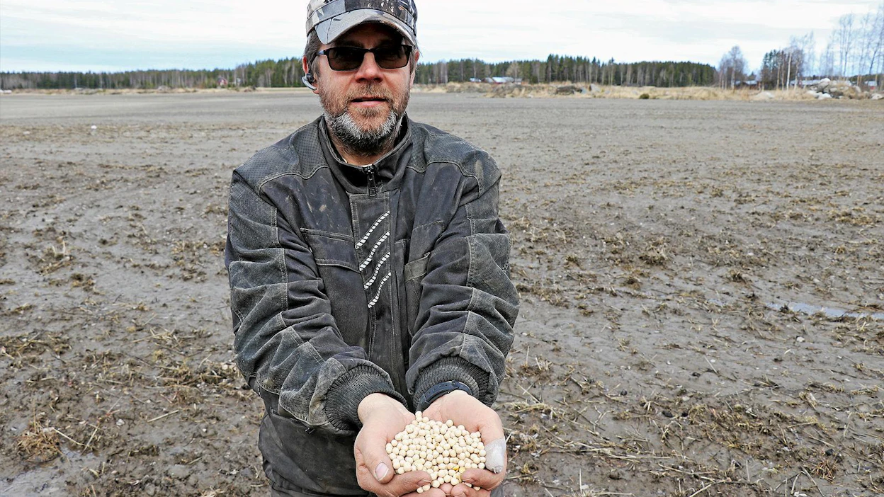 Ylistarolainen viljelijä Mika Saari kokeili viime vuonna ensi kerran hernettä 10 hehtaarin alla niin hyvin kokemuksin, että viljely jatkuu tänä vuonna samansuuruisella viljelyalalla. Hän aikoo hyödyntää viljelyssä kaikki uudet mahdollisuudet kuten Como-lisäravinteen ja kasvunsääteen käytön.