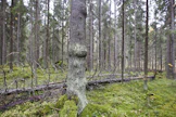 Luontopaneelin esittämä tiukka lisäsuojelu heikentäisi Luken selvityksen mukaan metsäteollisuuden ja energiantuotannon puuhuoltoa. 