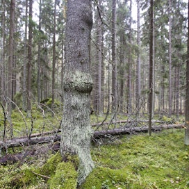 Luontopaneelin esittämä tiukka lisäsuojelu heikentäisi Luken selvityksen mukaan metsäteollisuuden ja energiantuotannon puuhuoltoa. 