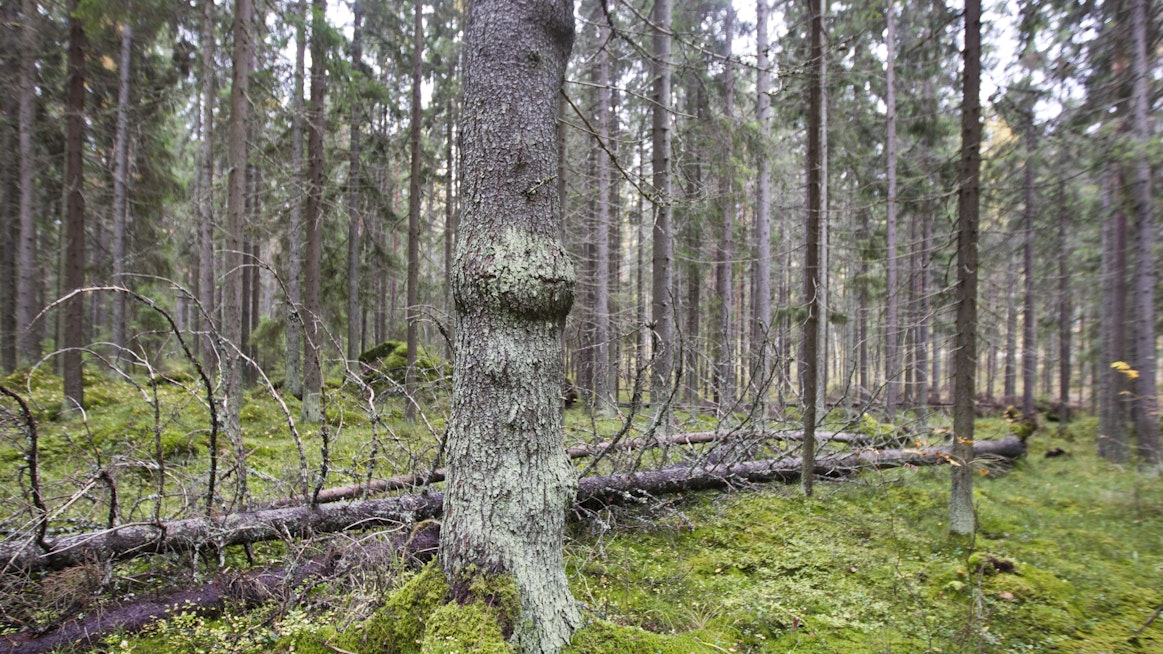 Luontopaneelin esittämä tiukka lisäsuojelu heikentäisi Luken selvityksen mukaan metsäteollisuuden ja energiantuotannon puuhuoltoa. 