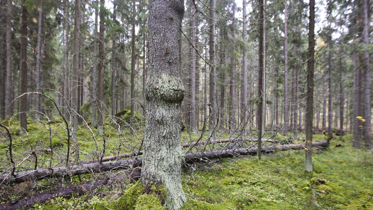 Luontopaneelin esittämä tiukka lisäsuojelu heikentäisi Luken selvityksen mukaan metsäteollisuuden ja energiantuotannon puuhuoltoa.