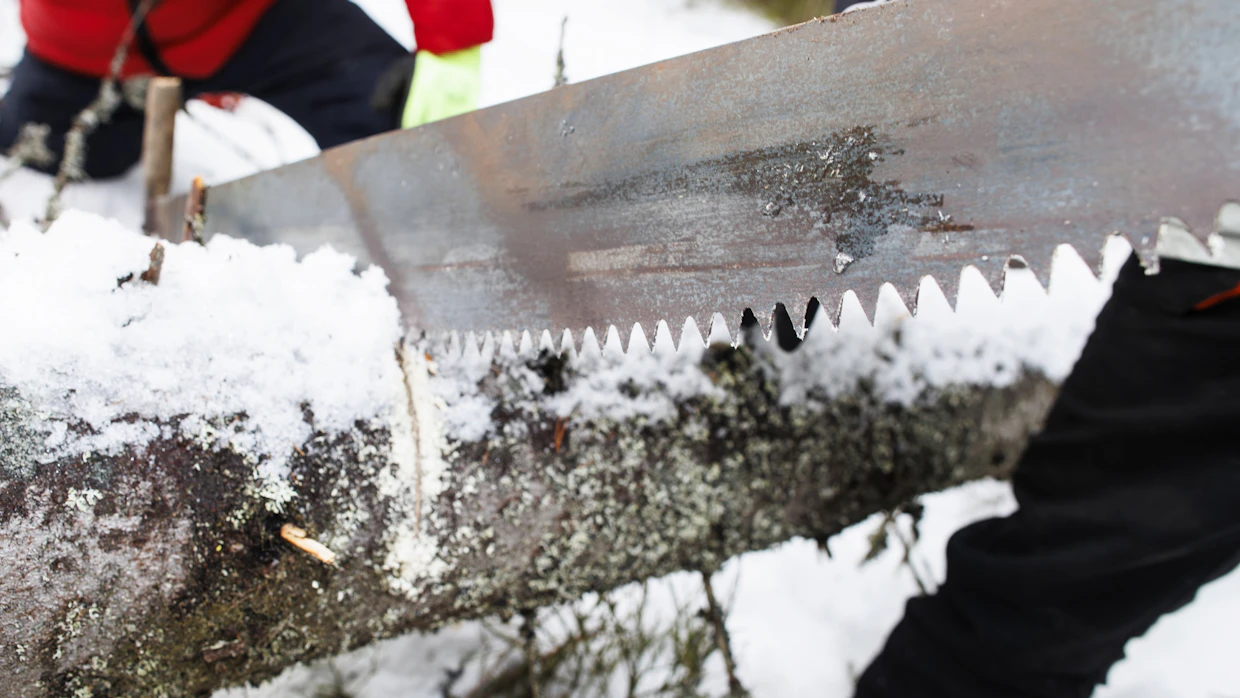 Kuinka neuvostoarmeijan pelätyn panssariaseen pelastussaha puree suomalaiseen kuuseen, sitä oli kokeiltava. Meni se lopulta poikki.