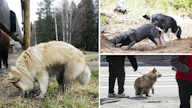 Koirien käytöksen taustalla vaikuttaa ikiaikainen käytösmalli. Aihekuva, kuvan koirat eivät liity tapaukseen.