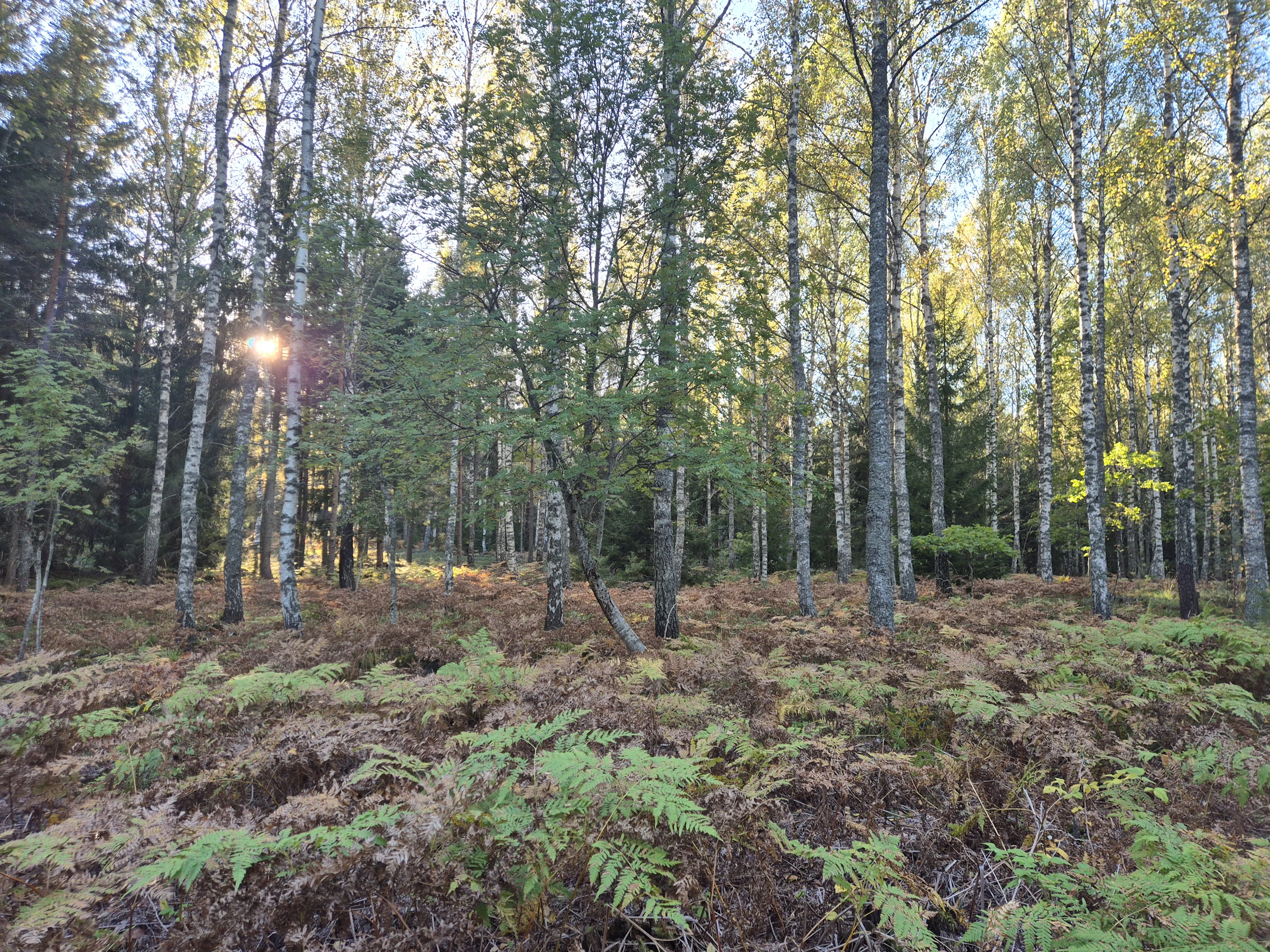 Ilmaston lämpeneminen voi lisätä sananjalkojen laajoja kasvustoja, jotka tukahduttavat helposti taimet. Kuvan metsä sijaitsee Ruotsin Nyköpingissä.