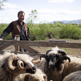 Levente Gáll kasvattaa tilallaan muun muassa lampaita ja vuohia, jotka ovat sopeutuneet alueen olosuhteisiin.