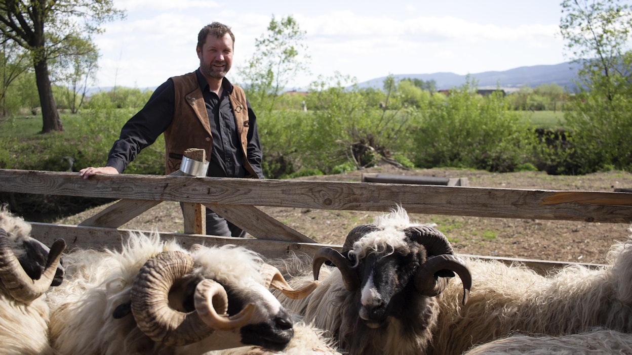 Levente Gáll kasvattaa tilallaan muun muassa lampaita ja vuohia, jotka ovat sopeutuneet alueen olosuhteisiin.