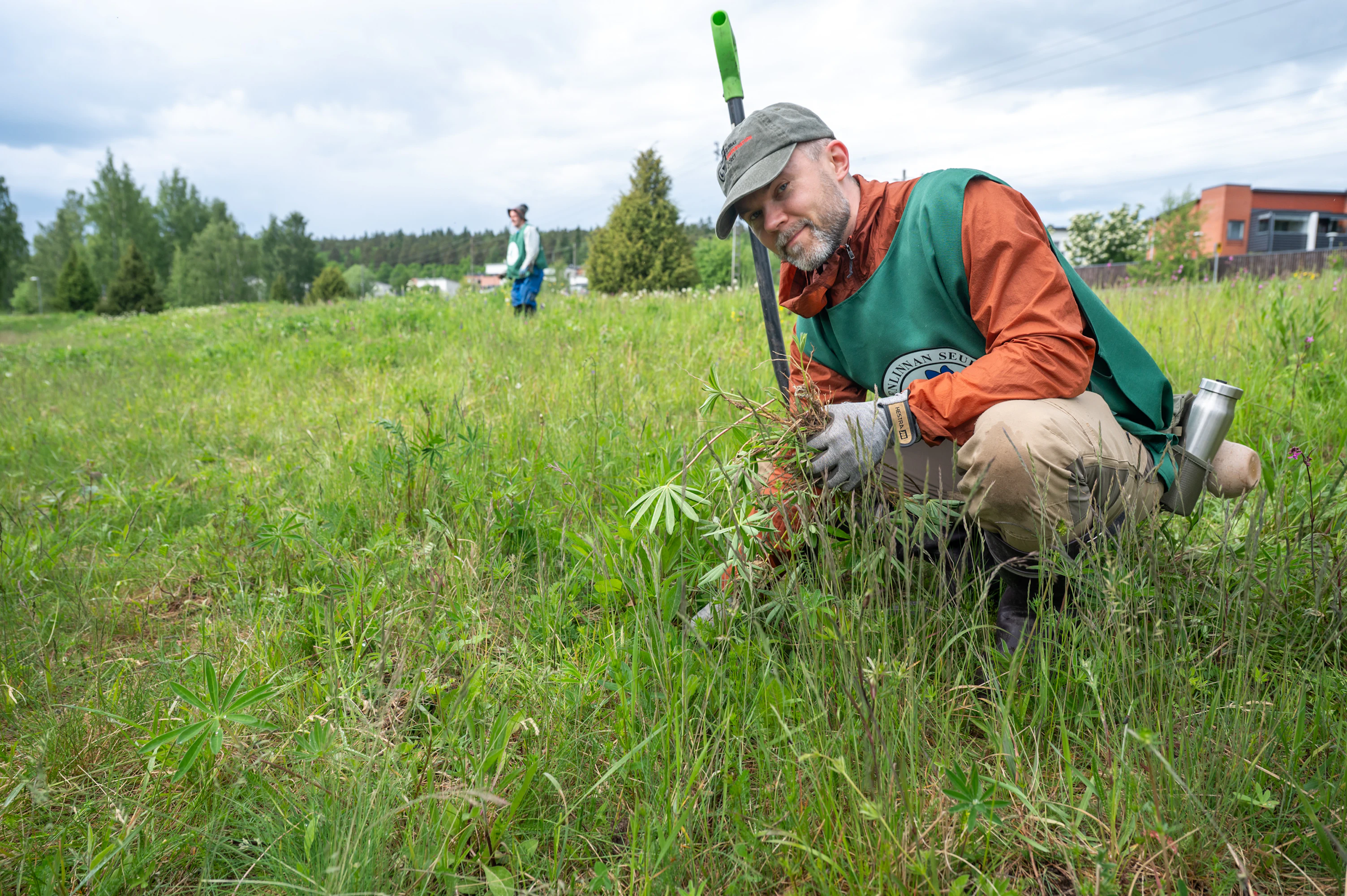 Luonnonsuojeluyhdistys järjesti lupiinin kitkemistalkoot Hämeenlinnan Sairionrannassa. Lähellä asuva Aki Somerkallio kertoo huomanneensa eron niityllä viiden vuoden aikana, kun lupiinia on torjuttu.