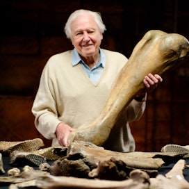 Prisma: Mammuttien hautausmaa -ohjelmassa David Attenborough perehtyy yhteen Britannian vanhimmista mammuttien hautausmaista.