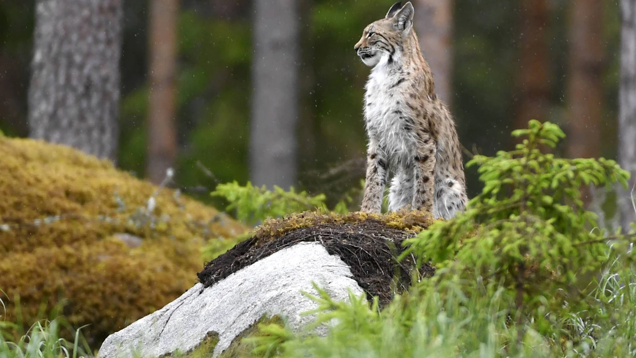 Suomessa on ennen metsästyskauden alkamista noin 2 400–2 600 yli vuoden ikäistä ilvestä, arvioi Luonnonvarakeskus aiemmin tänä vuonna. LEHTIKUVA / Jussi Nukari.