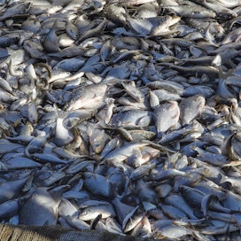 Tehokalastuksella poistettiin särkikaloja vuonna 2014 Hirsijärvellä.