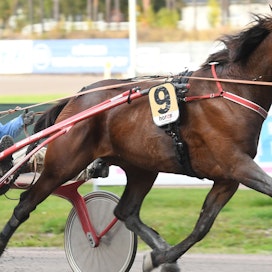 Seinäjoki Raceen kutsuttu Hierro Boko nähdään seuraavan kerran kaviouran puolella lauantaina Solvallassa. Hevonen starttaa yönmustalta kasiradalta Kultadivisioonafinaalissa. 