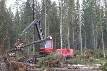 Vajaa kolmannes metsien tilavuudesta on kuusta.