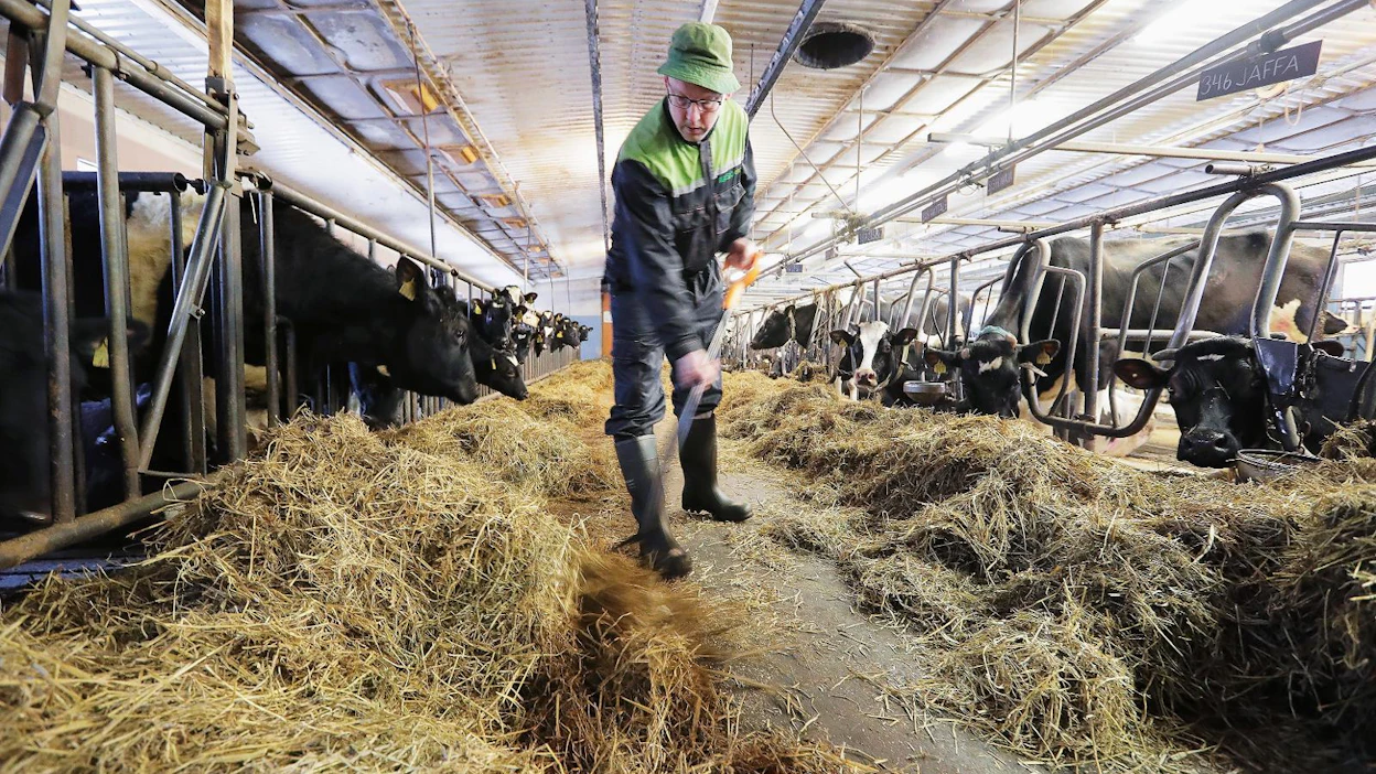 Maidontuottaja Ismo Kervinen asennutti 20 vuotta vanhaan navettaan kennoikkunat pari vuotta sitten. Se paransi ilmanvaihtoa.