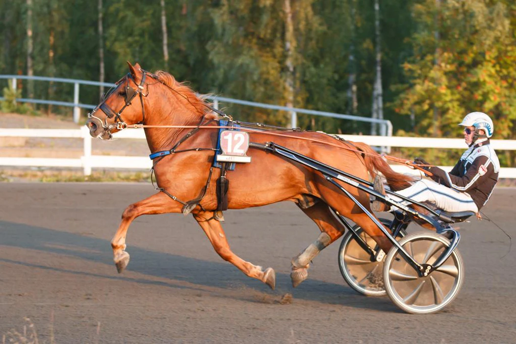 Heikki Mikkosen omistama, kasvattama, valmentama ja ohjastama sekä Saara Eerolan hoitama Tinderi teki viime vuonna onnistuneita ryöstöretkiä Juankoskelta Ouluun. Näyttävä ruuna hakee tänään illan kolmannessa lähdössä paluuta kultakantaan.