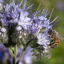 Mehiläisten pölytyspalvelut voivat parantaa monien satokasvien satoa. Yhteistoiminnassa voittavat kaikki osapuolet.
