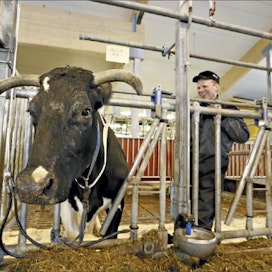 Jella on Suomen ensimmäinen yli 200 000 kiloa lypsänyt lehmä. Heikki Laukkasen mielestä Jella on omapäinen, ja muutkin lehmät kunnioittavat sitä. Sami Karppinen