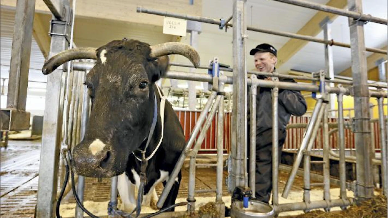 Jella on Suomen ensimmäinen yli 200 000 kiloa lypsänyt lehmä. Heikki Laukkasen mielestä Jella on omapäinen, ja muutkin lehmät kunnioittavat sitä. Sami Karppinen