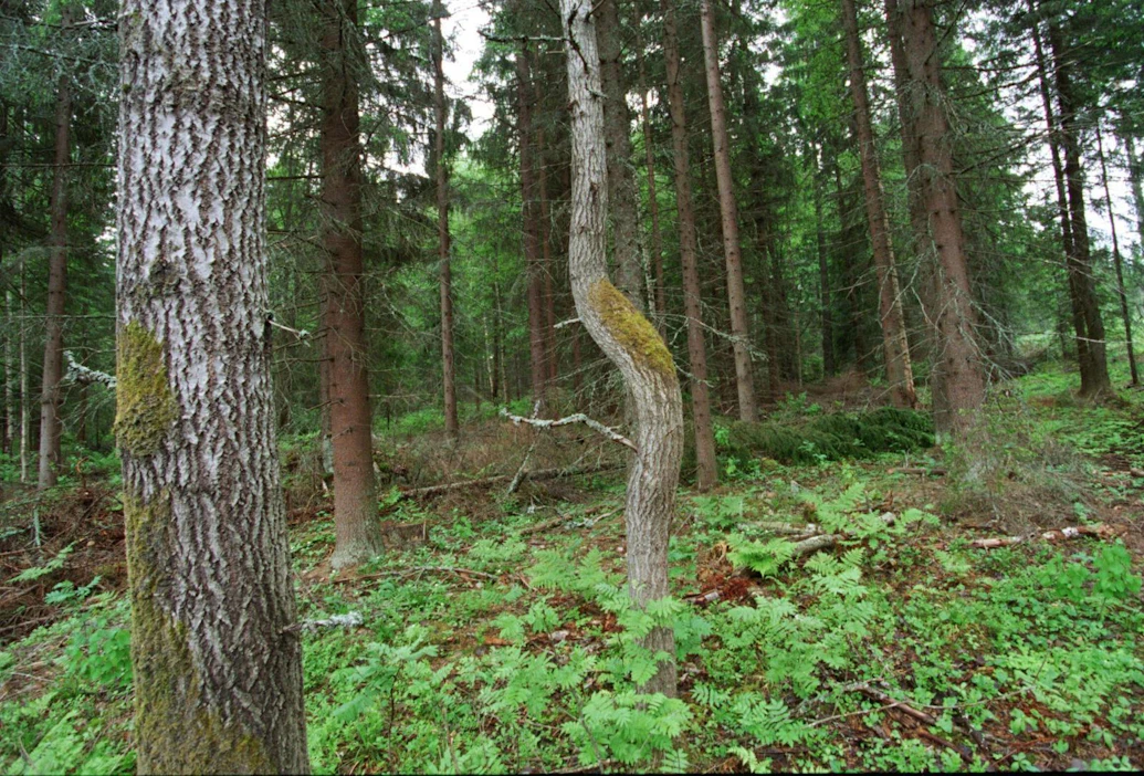 Metsätietolaista tehty valitus koski avainbiotooppeihin liittyvien tietojen heikkoa saatavuutta. Metsälain mukaisia avainbiotooppeja ovat muun muassa rehevät lehtolaikut.
