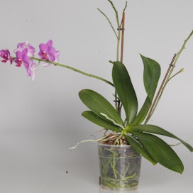 Orkidea on kyselyn mukaan naisten selvä suosikki.
