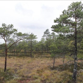 Metsähallitus aikoo rajata suojelualueiksi 15 000 hehtaaria. Lisäksi suojeltavaksi etsitään 100 000 hehtaaria soita. Jaana Kankaanpää
