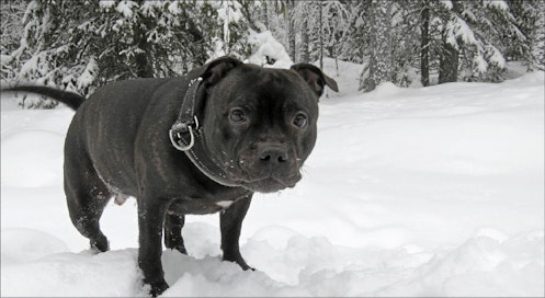 Heitä jolumipallo! Staffordshirenbullterrieri Hertta nauttii täysin siemauksin lumesta, lumitöistä ja lumileikeistä Ahmaksen kylässä Utajärvellä. Sinikka Kujala