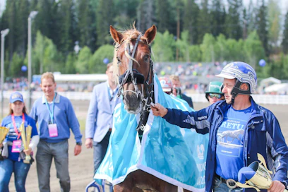 Petri Laineen valmentama Parvelan Retu on suomenhevosten Kriteriumin suursuosikki.