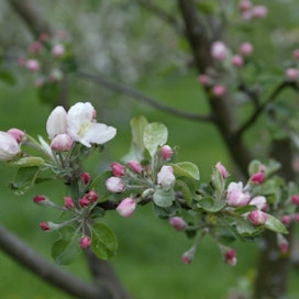 Tutkijat löysivät harvinaisen omenalajikkeen kotiseutuaktiivien avulla.