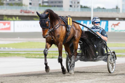 Mr Golden Quick ja Veikko Haapakangas ruunan edellisestä menestystallista. Nyt seitsemänvuotias valmentautuu Team Melkko &amp; Sorosella.